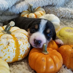 Entlebucher swiss mountain dog puppies for sale in NM